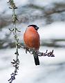 Dompap  - Eurasian bullfinch (Pyrrhula pyrrhula) male